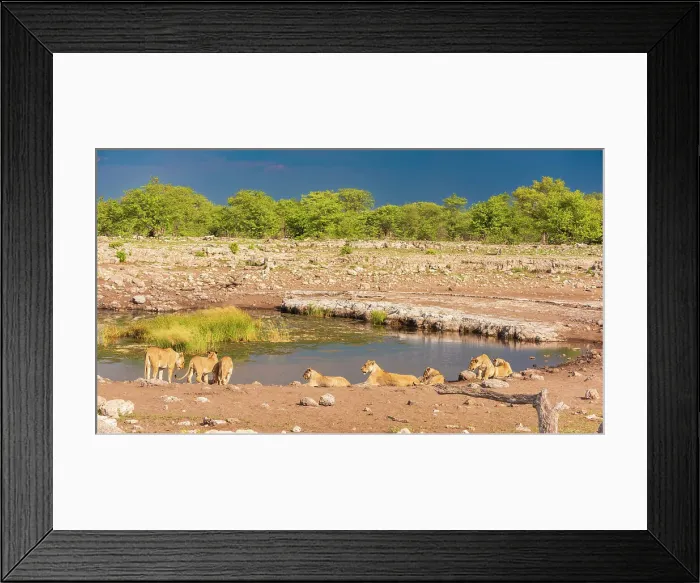 Framed Print : Africa, Namibia, Etosha National Park. A lion family drinking at a waterhole Framed Print : Africa, Namibia, Etosha National Park. A lion family drinking at a waterhole
