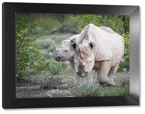 Africa, Namibia, Etosha National Park. A female black rhino with her calf