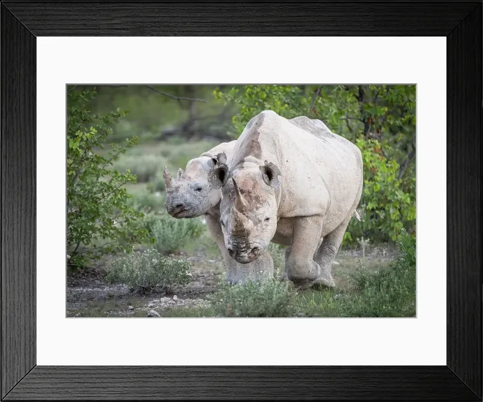 Framed Print : Africa, Namibia, Etosha National Park. A female black rhino with her calf Framed Print : Africa, Namibia, Etosha National Park. A female black rhino with her calf