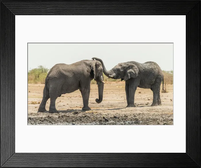 Framed Print : Africa, Namibia, Etosha National Park. two elephants playing