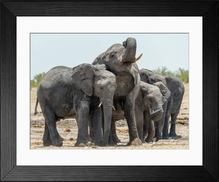 Framed Print : Africa, Namibia, Etosha National Park. An elephant family drinking at a waterhole Framed Print : Africa, Namibia, Etosha National Park. An elephant family drinking at a waterhole