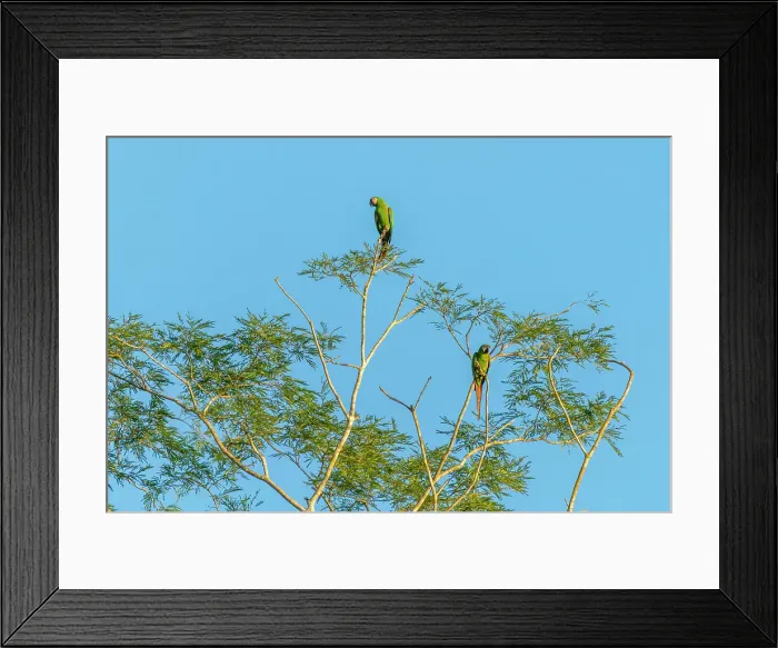 Framed Print : Chestnut-fronted Macaw (Ara severus) perching on branches, Tambopata National Reserve, Puerto Maldonado, Tambopata Province, Madre de Dios, Peru Framed Print : Chestnut-fronted Macaw (Ara severus) perching on branches, Tambopata National Reserve, Puerto Maldonado, Tambopata Province, Madre de Dios, Peru