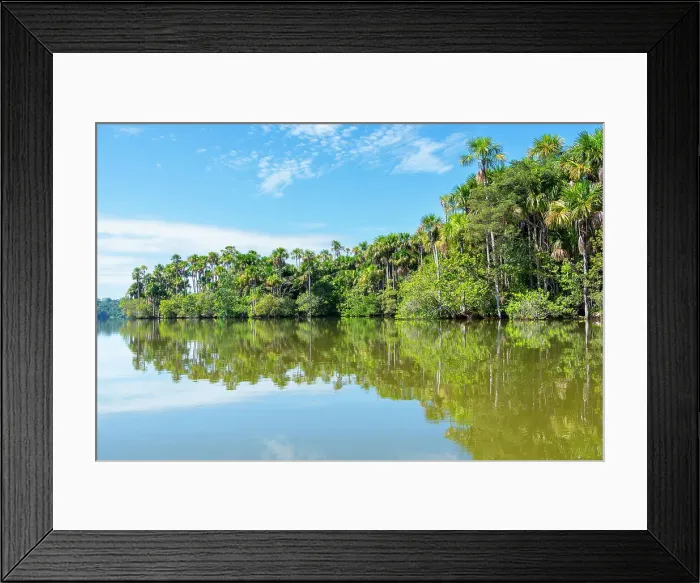 Framed Print : Lake Sandoval and Aguaje palms, Tambopata National Reserve, Puerto Maldonado, Madre de Dios, Peru Framed Print : Lake Sandoval and Aguaje palms, Tambopata National Reserve, Puerto Maldonado, Madre de Dios, Peru
