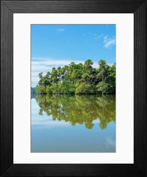 Framed Print : Lake Sandoval and Aguaje palms, Tambopata National Reserve, Puerto Maldonado, Madre de Dios, Peru Framed Print : Lake Sandoval and Aguaje palms, Tambopata National Reserve, Puerto Maldonado, Madre de Dios, Peru
