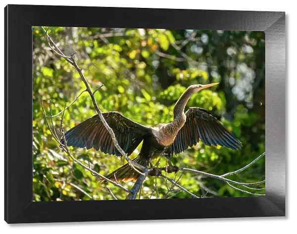 Anhinga (anhinga anhinga) with spread wings on branch, Tambopata National Reserve, Puerto Maldonado, Tambopata Province, Madre de Dios, Peru