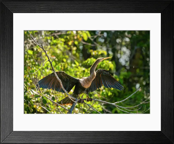 Framed Print : Anhinga (anhinga anhinga) with spread wings on branch, Tambopata National Reserve, Puerto Maldonado, Tambopata Province, Madre de Dios, Peru Framed Print : Anhinga (anhinga anhinga) with spread wings on branch, Tambopata National Reserve, Puerto Maldonado, Tambopata Province, Madre de Dios, Peru
