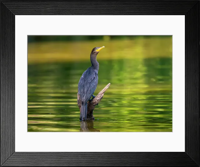 Framed Print : Neotropic cormorant (Phalacrocorax brasilianus, Phalacrocorax olivaceus, Nannopterum brasilianum) on wood, Tambopata National Reserve, Puerto Maldonado, Tambopata Province, Madre de Dios, Peru Framed Print : Neotropic cormorant (Phalacrocorax brasilianus, Phalacrocorax olivaceus, Nannopterum brasilianum) on wood, Tambopata National Reserve, Puerto Maldonado, Tambopata Province, Madre de Dios, Peru