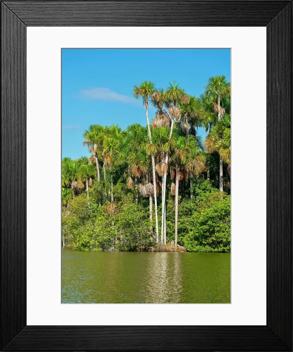 Framed Print : Lake Sandoval and Aguaje palms, Tambopata National Reserve, Puerto Maldonado, Madre de Dios, Peru Framed Print : Lake Sandoval and Aguaje palms, Tambopata National Reserve, Puerto Maldonado, Madre de Dios, Peru