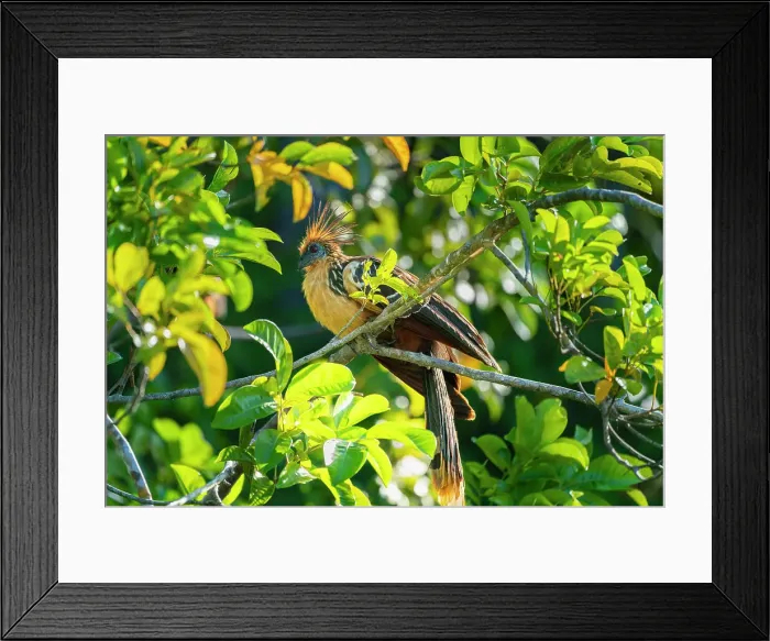 Framed Print : Hoatzin (Opisthocomus hoazin) perching on branch, Tambopata National Reserve, Puerto Maldonado, Tambopata Province, Madre de Dios, Peru Framed Print : Hoatzin (Opisthocomus hoazin) perching on branch, Tambopata National Reserve, Puerto Maldonado, Tambopata Province, Madre de Dios, Peru