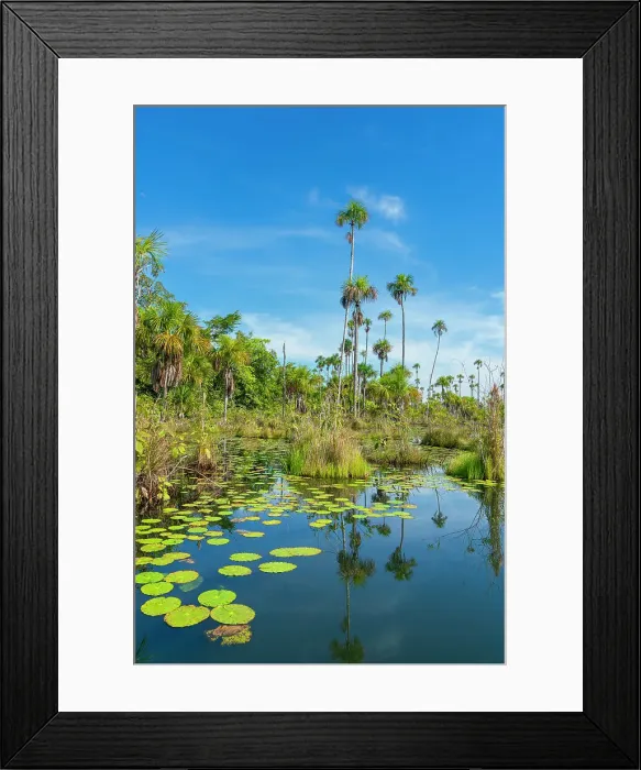 Framed Print : Palm trees on Yacumama Lake, Puerto Maldonado, Tambopata Province, Madre de Dios, Peru Framed Print : Palm trees on Yacumama Lake, Puerto Maldonado, Tambopata Province, Madre de Dios, Peru