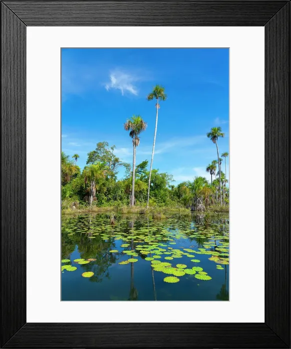 Framed Print : Palm trees on Yacumama Lake, Puerto Maldonado, Tambopata Province, Madre de Dios, Peru Framed Print : Palm trees on Yacumama Lake, Puerto Maldonado, Tambopata Province, Madre de Dios, Peru