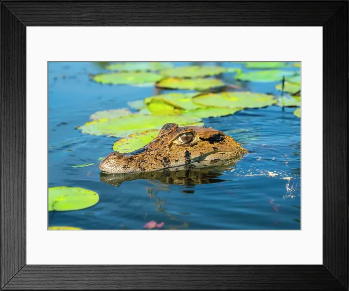 Framed Print : Black caiman (Melanosuchus niger), Lake Yacumama, Puerto Maldonado, Tambopata Province, Madre de Dios, Peru Framed Print : Black caiman (Melanosuchus niger), Lake Yacumama, Puerto Maldonado, Tambopata Province, Madre de Dios, Peru
