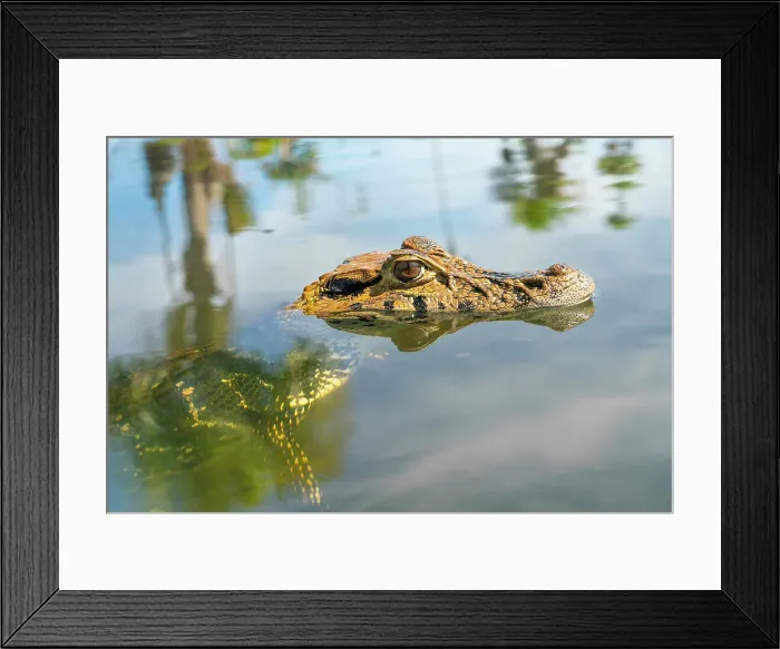 Framed Print : Black caiman (Melanosuchus niger), Lake Yacumama, Puerto Maldonado, Tambopata Province, Madre de Dios, Peru Framed Print : Black caiman (Melanosuchus niger), Lake Yacumama, Puerto Maldonado, Tambopata Province, Madre de Dios, Peru