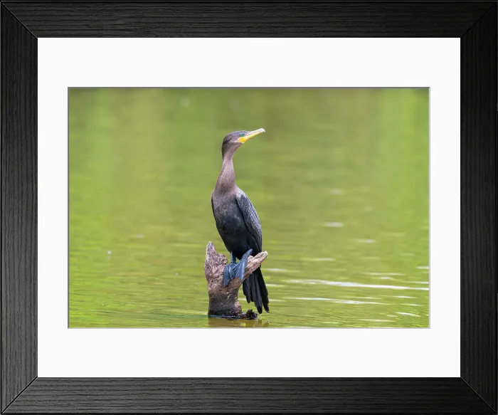Framed Print : Neotropic cormorant (Phalacrocorax brasilianus, Phalacrocorax olivaceus, Nannopterum brasilianum) on wood on Lake Sandoval, Tambopata National Reserve, Puerto Maldonado, Tambopata Province, Madre de Dios, Peru Framed Print : Neotropic cormorant (Phalacrocorax brasilianus, Phalacrocorax olivaceus, Nannopterum brasilianum) on wood on Lake Sandoval, Tambopata National Reserve, Puerto Maldonado, Tambopata Province, Madre de Dios, Peru