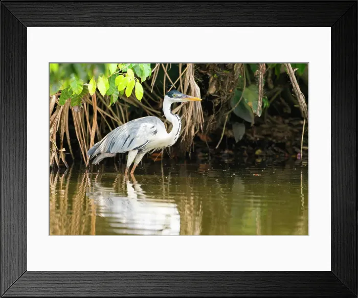 Framed Print : Cocoi heron (Ardea cocoi) on shore of Lake Sandoval, Tambopata National Reserve near Puerto Maldonado, Tambopata Province, Madre de Dios Region, Peru Framed Print : Cocoi heron (Ardea cocoi) on shore of Lake Sandoval, Tambopata National Reserve near Puerto Maldonado, Tambopata Province, Madre de Dios Region, Peru
