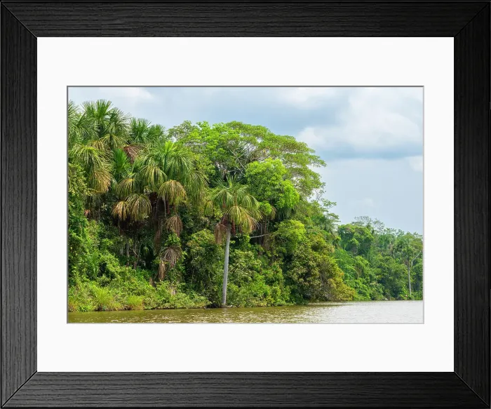 Framed Print : Lake Sandoval and Aguaje palms, Tambopata National Reserve, Puerto Maldonado, Madre de Dios, Peru Framed Print : Lake Sandoval and Aguaje palms, Tambopata National Reserve, Puerto Maldonado, Madre de Dios, Peru