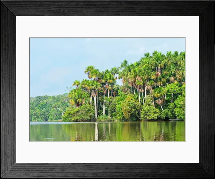 Framed Print : Lake Sandoval and Aguaje palms, Tambopata National Reserve, Puerto Maldonado, Madre de Dios, Peru Framed Print : Lake Sandoval and Aguaje palms, Tambopata National Reserve, Puerto Maldonado, Madre de Dios, Peru