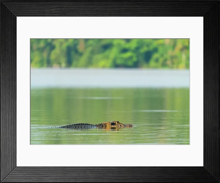 Framed Print : Black caiman (Melanosuchus niger), Lake Sandoval, Tambopata National Reserve, Puerto Maldonado, Tambopata Province, Madre de Dios, Peru