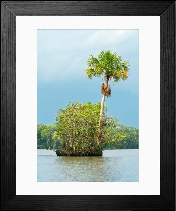 Framed Print : Small island with Aguaje palm on Lake Sandoval, Tambopata National Reserve, Puerto Maldonado, Madre de Dios, Peru