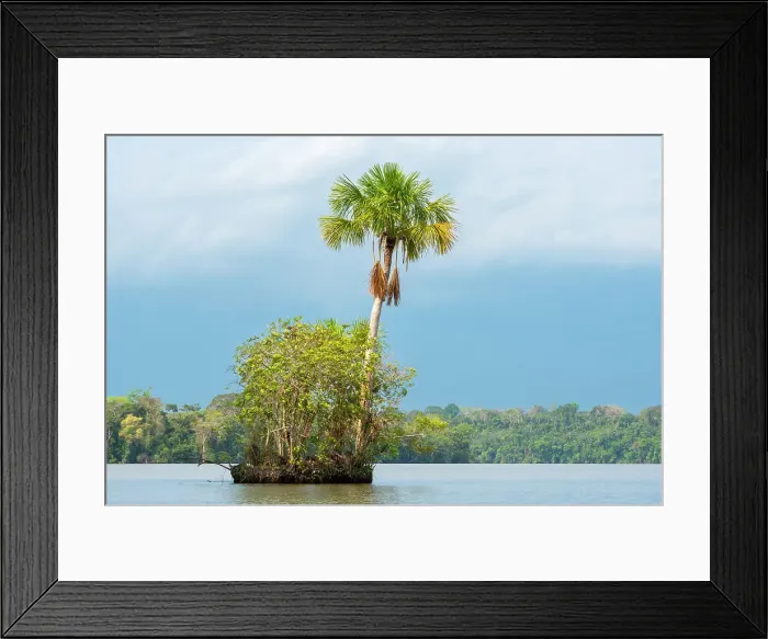 Framed Print : Small island with Aguaje palm on Lake Sandoval, Tambopata National Reserve, Puerto Maldonado, Madre de Dios, Peru Framed Print : Small island with Aguaje palm on Lake Sandoval, Tambopata National Reserve, Puerto Maldonado, Madre de Dios, Peru