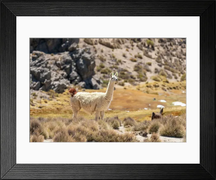 Framed Print : Vicuna (Vicugna vicugna) at Salinas y Aguada Blanca National Reserve, Arequipa Province, Arequipa Region, Peru