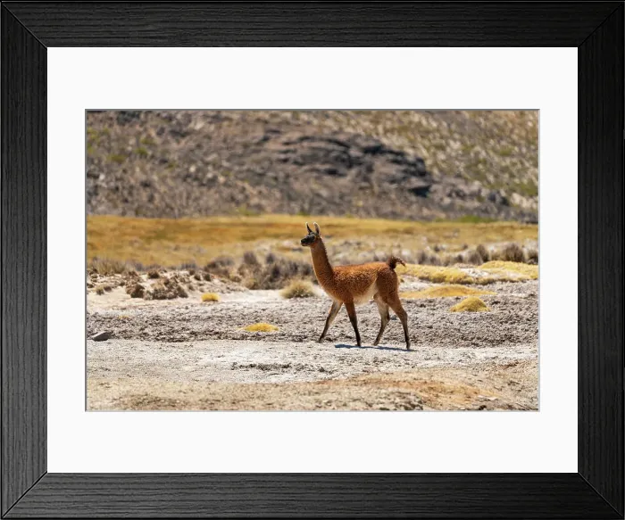 Framed Print : Vicuna (Vicugna vicugna) at Salinas y Aguada Blanca National Reserve, Arequipa Province, Arequipa Region, Peru Framed Print : Vicuna (Vicugna vicugna) at Salinas y Aguada Blanca National Reserve, Arequipa Province, Arequipa Region, Peru