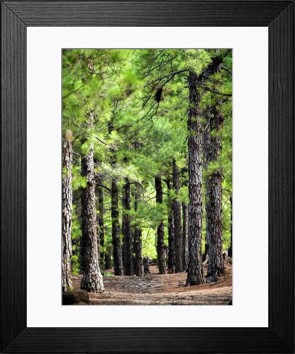 Framed Print : Spain, Canary Islands, La Palma, El Paso, Forest on the Llano de las Cuevas Framed Print : Spain, Canary Islands, La Palma, El Paso, Forest on the Llano de las Cuevas