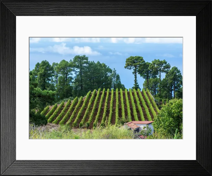 Framed Print : Spain, Canary Islands, La Palma, Piedra Jurada, Vineyard of the Perdomo winery