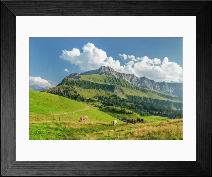 Framed Print : Coes on a field and Oberbauen Mountain, Lake Lucerne, Canton Uri, Switzerland Framed Print : Coes on a field and Oberbauen Mountain, Lake Lucerne, Canton Uri, Switzerland
