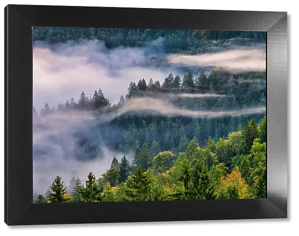 Morning Mist Through Pine Forest, Slovenia, Europe