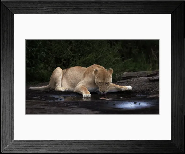 Framed Print : Lioness drinking on top of a rock in the Maasaimara, Kenya Framed Print : Lioness drinking on top of a rock in the Maasaimara, Kenya