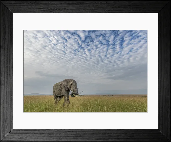 Framed Print : African elephant (loxodonta africana) in the Maasaimara, Kenya Framed Print : African elephant (loxodonta africana) in the Maasaimara, Kenya