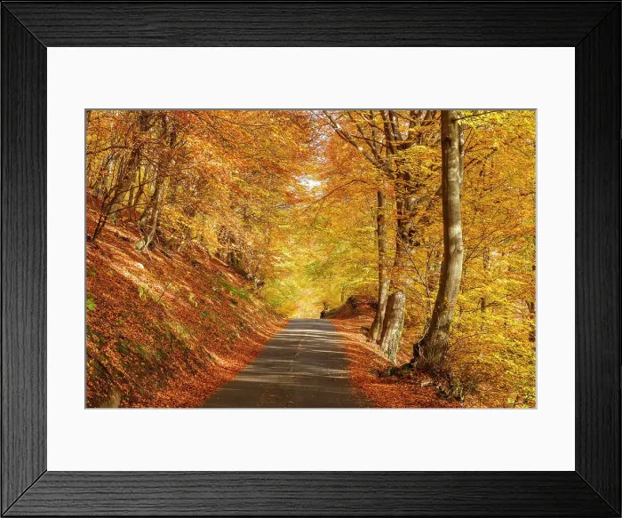 Framed Print : Autumn road in the forest. Piano delle Alpi, Cerano d'Intelvi, intelvi valley (val d'Intelvi), Como province, Lombardy, Italy Framed Print : Autumn road in the forest. Piano delle Alpi, Cerano d'Intelvi, intelvi valley (val d'Intelvi), Como province, Lombardy, Italy