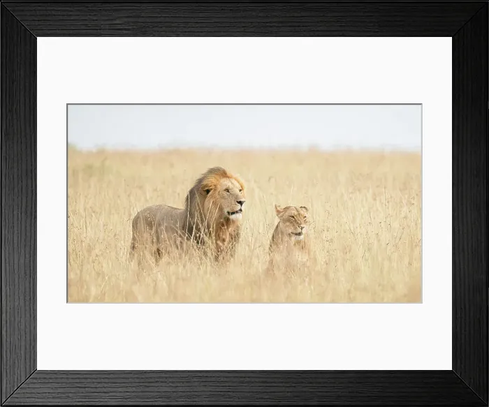 Framed Print : A pair of lions in the maasaimara, kenya
