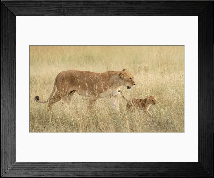 Framed Print : lion cub with mother in the Maasaimara, kenya Framed Print : lion cub with mother in the Maasaimara, kenya