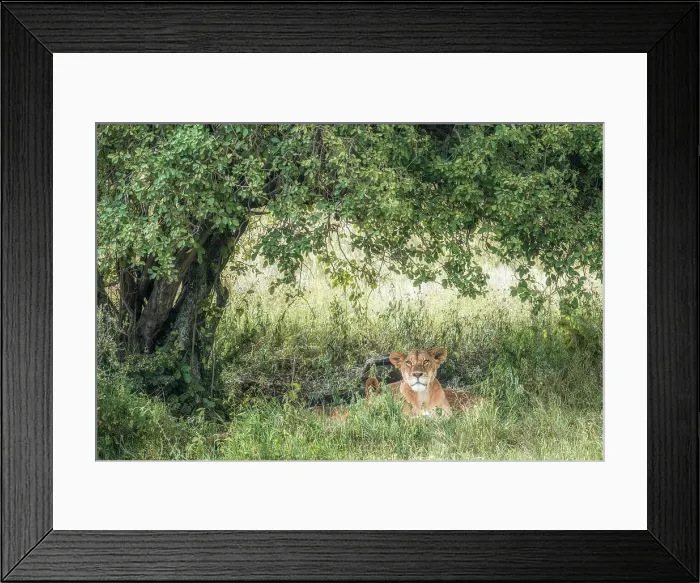 Framed Print : Lioness in Lake Nakuru national park, Kenya Framed Print : Lioness in Lake Nakuru national park, Kenya