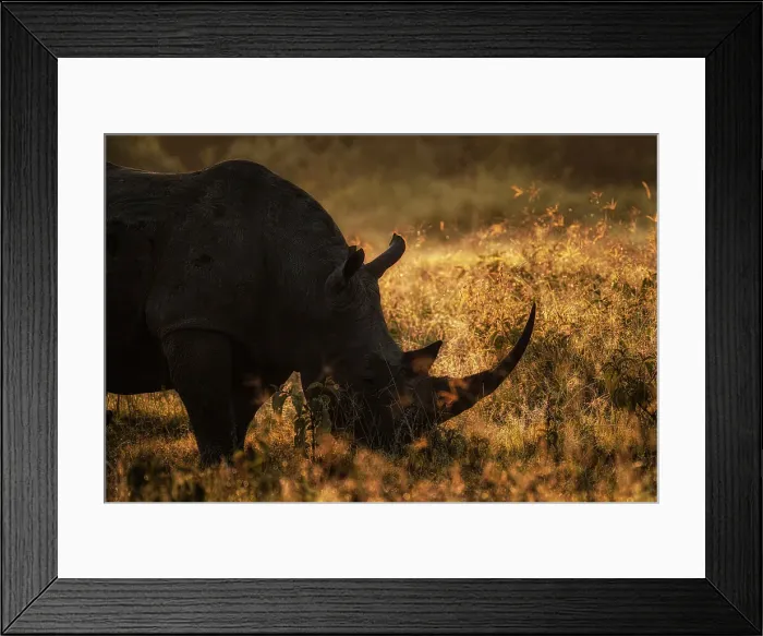 Framed Print : white rhinoceros, white rhino or square-lipped rhinoceros (Ceratotherium simum) in lake nakuru national park at sunrise Framed Print : white rhinoceros, white rhino or square-lipped rhinoceros (Ceratotherium simum) in lake nakuru national park at sunrise