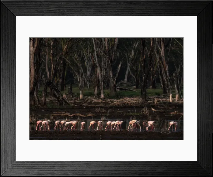 Framed Print : lesser flamingos in lake nakuru, kenya Framed Print : lesser flamingos in lake nakuru, kenya