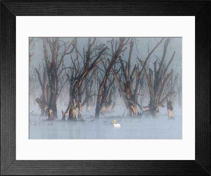 Framed Print : great white pelican (Pelecanus onocrotalus) in Lake Nakuru National Park, Kenya Framed Print : great white pelican (Pelecanus onocrotalus) in Lake Nakuru National Park, Kenya