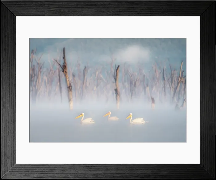Framed Print : great white pelican (Pelecanus onocrotalus) in Lake Nakuru National Park, Kenya Framed Print : great white pelican (Pelecanus onocrotalus) in Lake Nakuru National Park, Kenya