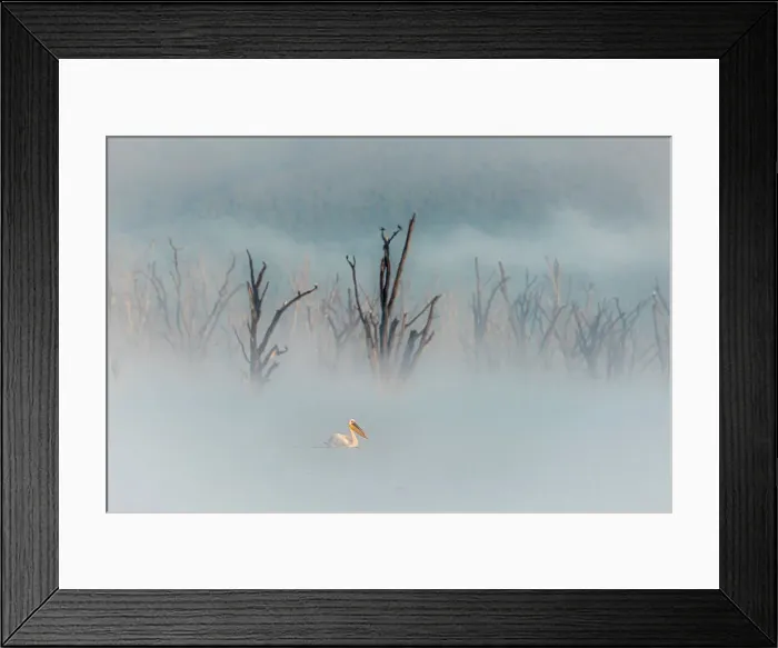 Framed Print : great white pelican (Pelecanus onocrotalus) in Lake Nakuru National Park, Kenya