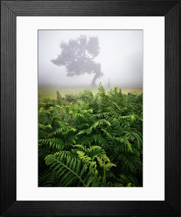 Framed Print : Fanal Forest during a foggy spring day, Porto Moniz, Madeira, Portugal (MR) Framed Print : Fanal Forest during a foggy spring day, Porto Moniz, Madeira, Portugal (MR)