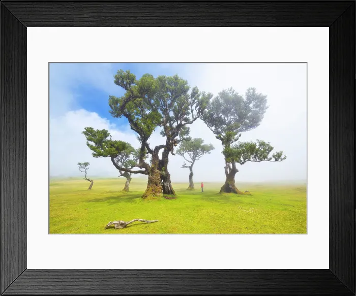 Framed Print : Fanal Forest during a foggy spring day, Porto Moniz, Madeira, Portugal (MR) Framed Print : Fanal Forest during a foggy spring day, Porto Moniz, Madeira, Portugal (MR)