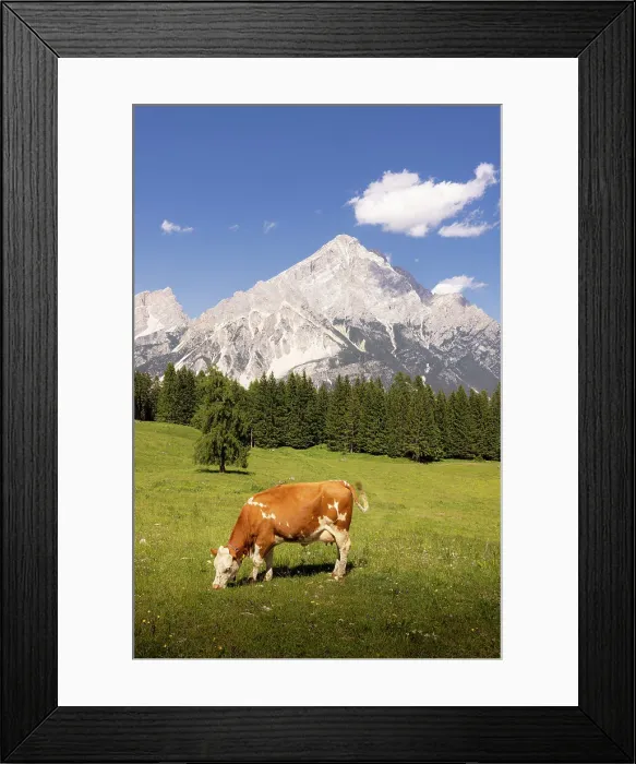 Framed Print : Alpine cow with view on Antelao. San Vito di Cadore, Boite valley, Cadore, Belluno province, Veneto, Italy Framed Print : Alpine cow with view on Antelao. San Vito di Cadore, Boite valley, Cadore, Belluno province, Veneto, Italy