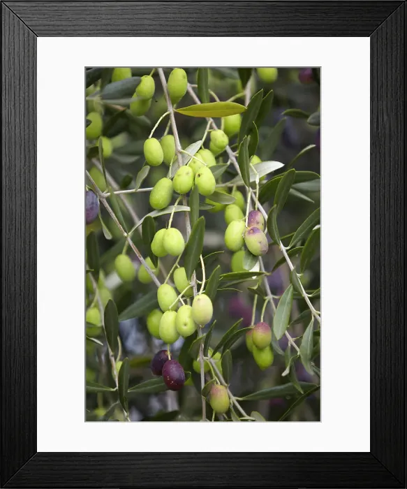 Framed Print : Detail of olives (Olea europaea) in an oliveyard in Maipu, Mendoza, Argentina. Mendoza's olive route is one of the most important production areas in the country Framed Print : Detail of olives (Olea europaea) in an oliveyard in Maipu, Mendoza, Argentina. Mendoza's olive route is one of the most important production areas in the country