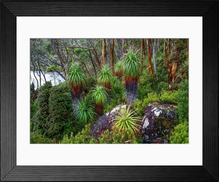 Framed Print : Australia, Tasmania, Mount Field National Park, Lake Dobson, Pandani grove Framed Print : Australia, Tasmania, Mount Field National Park, Lake Dobson, Pandani grove