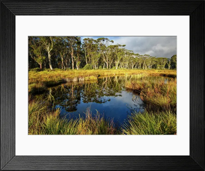 Framed Print : Australia, Tasmania, Cradle Mountain, Lake St Clair National Park, Snow gum forest swamp Framed Print : Australia, Tasmania, Cradle Mountain, Lake St Clair National Park, Snow gum forest swamp