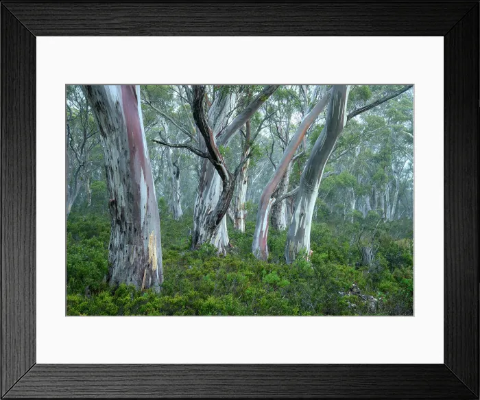 Framed Print : Australia, Tasmania, Cradle Mountain, Lake St Clair National Park, Snow gum forest Framed Print : Australia, Tasmania, Cradle Mountain, Lake St Clair National Park, Snow gum forest