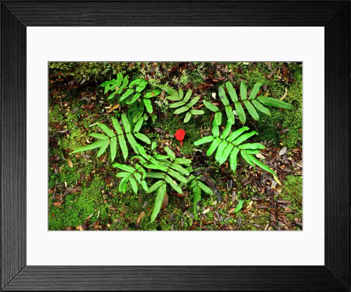 Framed Print : Australia, Tasmania, Franklin-Gordon Wild Rivers National Park, Fern, Franklin River Nature Trail, mushroom Framed Print : Australia, Tasmania, Franklin-Gordon Wild Rivers National Park, Fern, Franklin River Nature Trail, mushroom