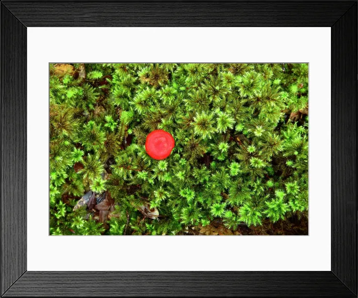 Framed Print : Australia, Tasmania, Franklin-Gordon Wild Rivers National Park, Fern, Franklin River Nature Trail, red mushroom Framed Print : Australia, Tasmania, Franklin-Gordon Wild Rivers National Park, Fern, Franklin River Nature Trail, red mushroom